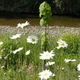 Plantation en bord de cours d'eau - JPEG - 117.2 ko