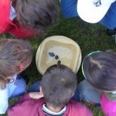 Observation des invertébrés de la rivière dans le cadre d'une animation scolaire - JPEG - 78.7 ko