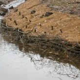 Détail du tressage et des boutures de saules - JPEG - 167.1 ko