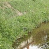 Août 2012 : macrophytes en pied de berge - JPEG - 34.3 ko