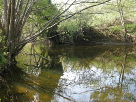  La Coise en aval du bois Barou à Saint Galmier - JPEG - 30.8 ko