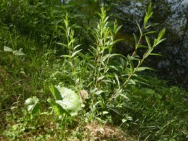  Bouture de saule au Moulin brûlé - JPEG - 33.4 ko