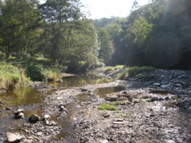  La Coise en étiage à St médard en Forez - JPEG - 29.7 ko